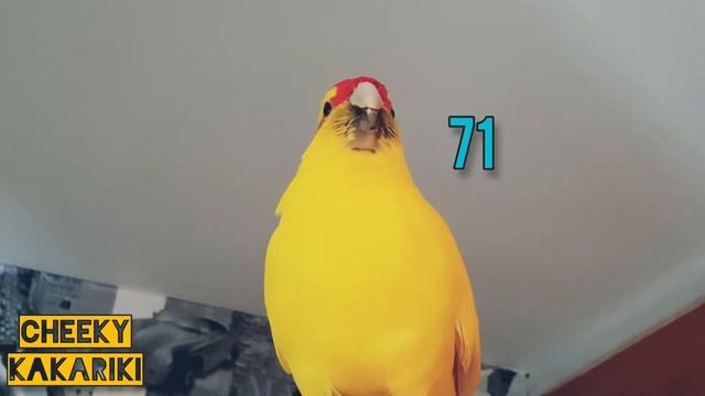 kakariki attempt a world REEEE-cord 🏆🎉 смотреть онлайн