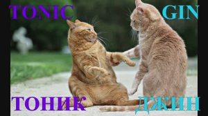 Необычные имена для кошек