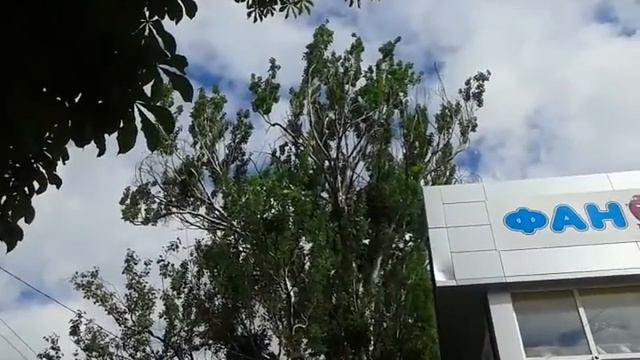 Тополь в Симферополе.