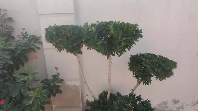 How to Grow and Care Ficus Topiary Plant, Beautiful Black Ficus Topiary Plant, KK Home Gardening