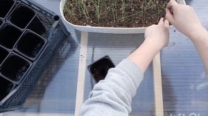 Пикировка лука из чернушки