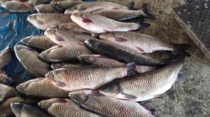 Балик личинка балик чавак бор