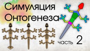Симуляция Онтогенеза. . Часть 2,  HOX-гены