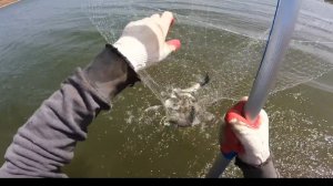Рыбалка на паук подъемник.🐠🐋🐟  Зашёл в воду по пояс и ...🐠🐋🐟