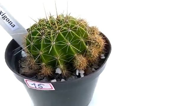 Echinopsis Oxigona - 15
