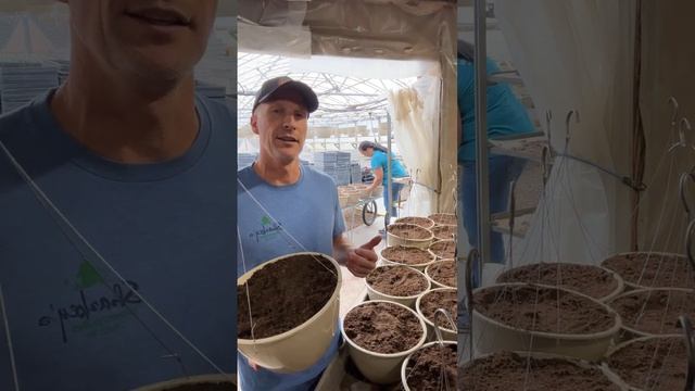 Planting Up Hanging Baskets - Live from the Greenhouse Series 2/26