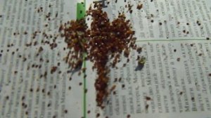 Осыпь клеща после "дым пушки" амитраз + керосин.