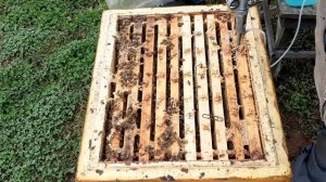 Как я борюсь с клещём . Обработка пчёл . Пчеловодство .