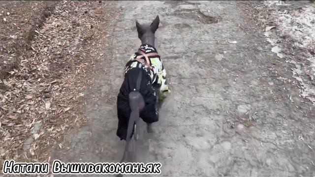 222. Как у меня появился Филберт! смотреть онлайн