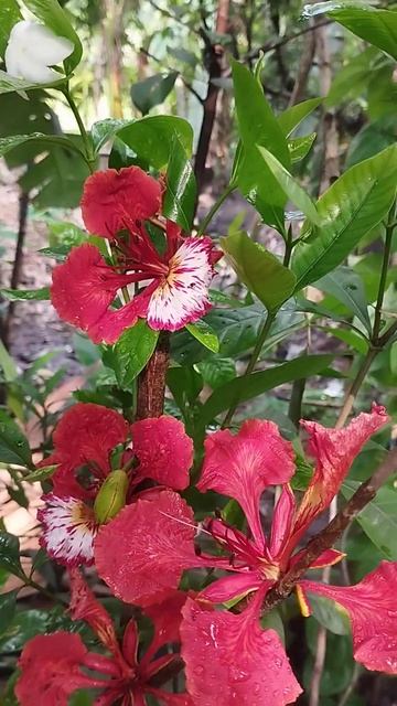 Delonix regia #flower #viral #shorts смотреть онлайн