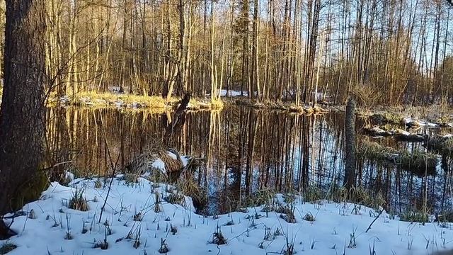 С подсадной на селезня 14.04.25.
