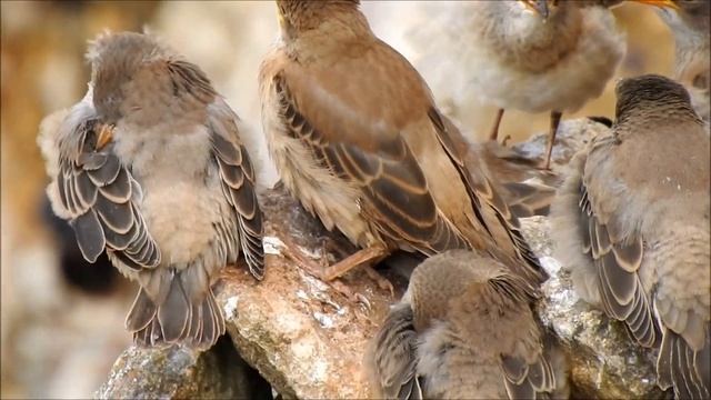 Lacustari, Pastor roseus nesting colony, Rosy Starlings with chicks смотреть онлайн
