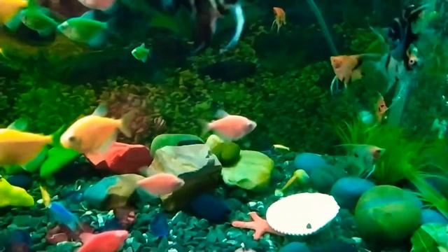 Красочное изобилие!!! смотреть онлайн