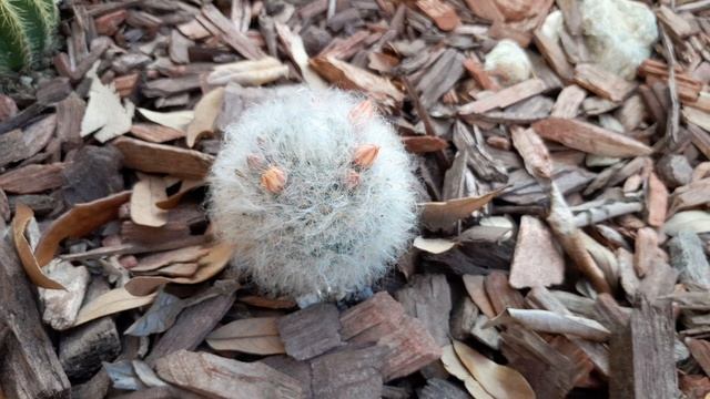 Search for Succulents - Mammillaria Bocasana Multilanata - Powder Puff - Front Yard - 2023 - 0618 смотреть онлайн