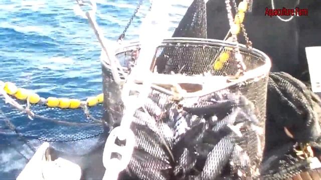A Way For Fishermen To Catch Tuna Using Big Nets At Sea Caught Hundred Tons Tuna Fish On the Boat # смотреть онлайн