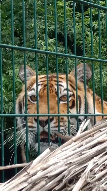 🐯 смотреть онлайн