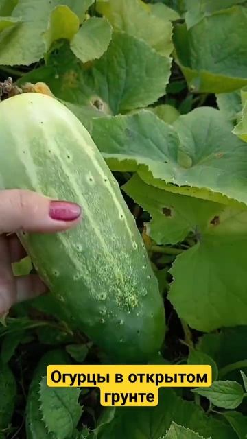 Огурцы сорта "Засолочный" в открытом грунте. #дача #огурцы #огурцыназиму #огород смотреть онлайн