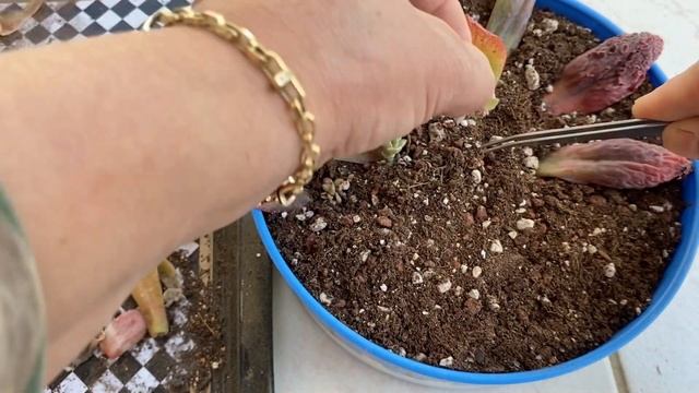 Echeveria Linguas ve Culibra / yapraktan üretimi oluyormu🪴/hibrit türler #hibritsukulent смотреть онлайн