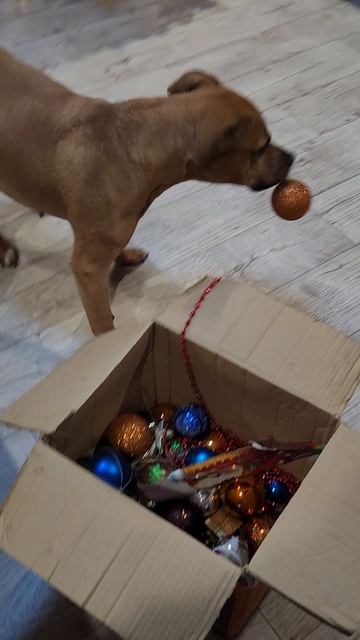 Боня и новый год