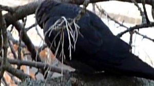 Бедная галка-1 - какая-то веточка застряла в клюве // Poor jackdaw-1 - some twig stuck in its beak