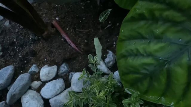 Philippines Jungle Garden - Rainy season 2021 update
