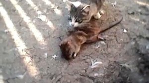 кошка ест крысу