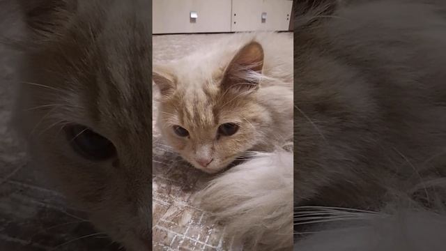 кот ленивец смотреть онлайн