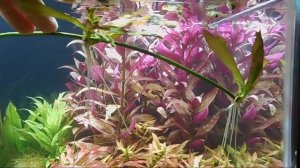 vara floral Echinodorus ocelot