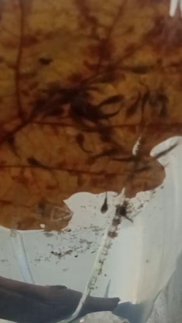 Малек кушает