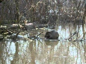охота на бобра.AVI