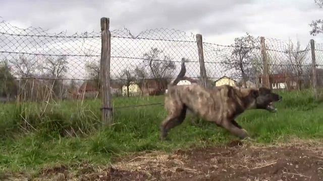 Güzellik Çoban Köpekleri - Пастушеские собаки смотреть онлайн