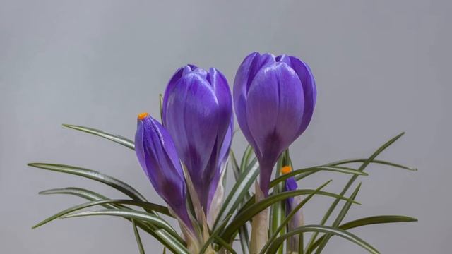 Blooming Flowers Timelapse | Part 2 смотреть онлайн