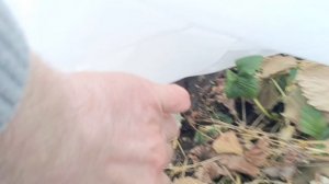 Работы на винограднике ренней весной. Виноград на Урале