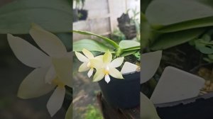 Phalaenopsis violácea var alba