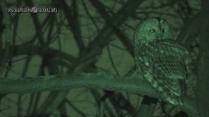 Strix aluco серая неясыть, sound night, Moscow, winter, HD, 2014