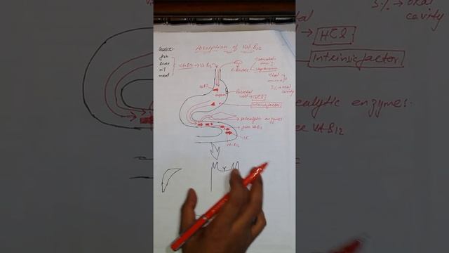Vitamin B12 absorption| |zeeshan shigri |ISM|