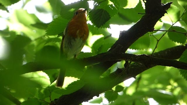 Вільшанка/Erithacus rubecula /European Robin /Зарянка смотреть онлайн