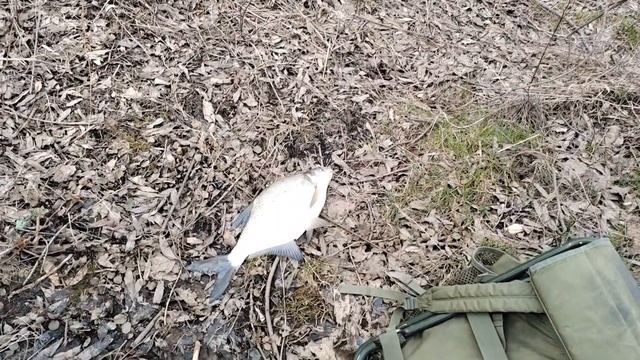 Лещ на спиннинг смотреть онлайн