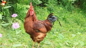 Любовь птицевода к Курочкам 🐥🐔🥚 Нежное видео 🐓 Версия (28)