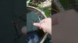 Обрезка листов лотоса для хранения зимой в погребе.