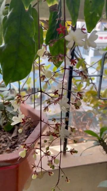 Hoa Mộc смотреть онлайн