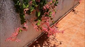 Антигонон (Antigonon leptopus ) -Розовый горошек -Лиана Любви!!! Израиль.Кирьят-Ям.Israel