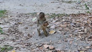 Monkey Angela want to grab Leo's fruit but She is not his mom Libby & Leo has fun with the grass