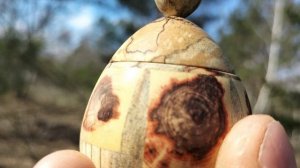 Шкатулка в весеннем лесу среди берез