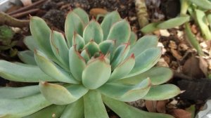 Echeveria Pulidonis