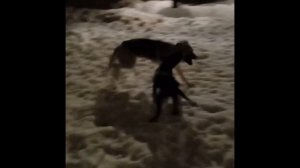 Стафф против волка!