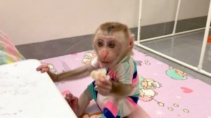 Poor Monkey Puka and Mom wait for baby Khang to come back