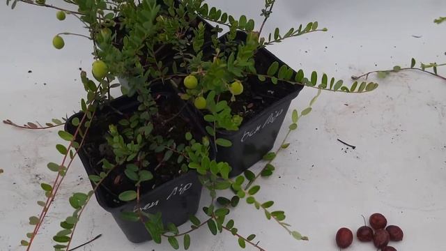 Цікаво про садову журавлину