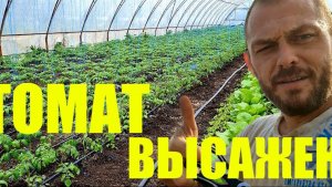 Строим теплицу, профиль под зигзаг для плёнки. Высаживаем томат. Делаем щепу.