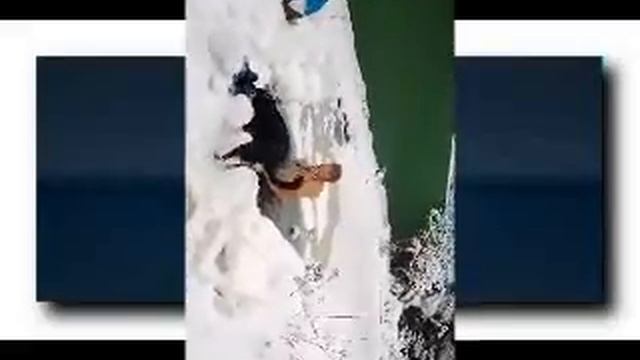 Морж смотреть онлайн